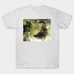 Bridled Golden Burrfish T-Shirt